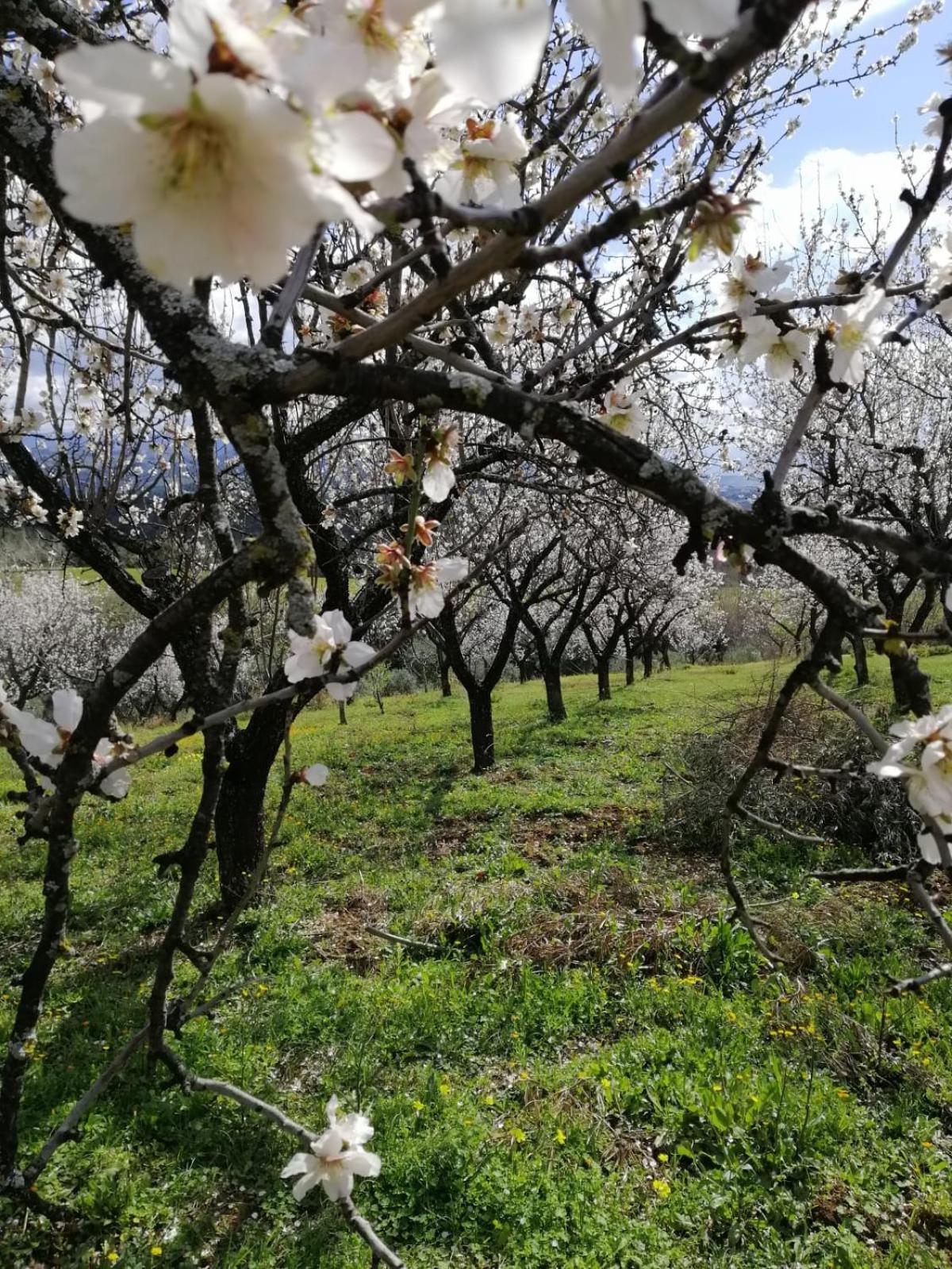 Villa Agriturismo Vemi à Santa Sofia d'Epiro Extérieur photo